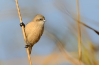 Moudivlacek luzni - Remiz pendulinus - Eurasian Penduline-Tit 3812